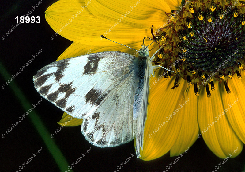 Checkered White (Pontia protodice)